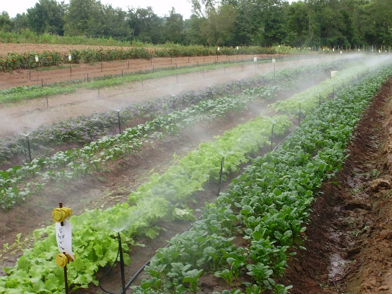 greens under irrigation